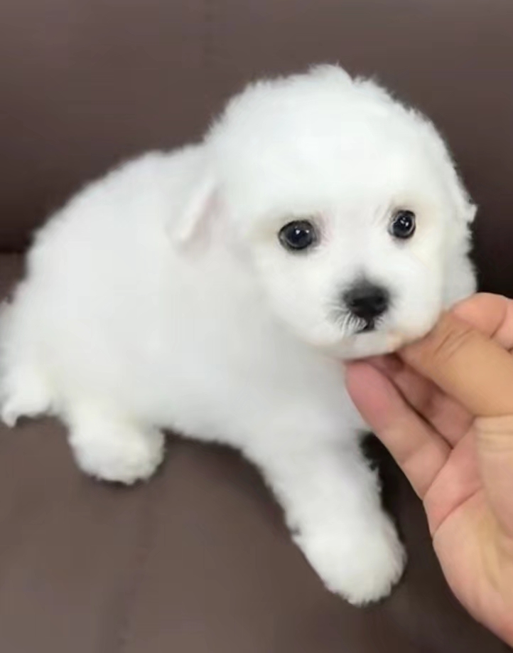 小体比熊，温柔可爱